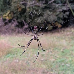 Trichonephila clavata