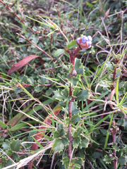 Ceanothus gloriosus porrectus