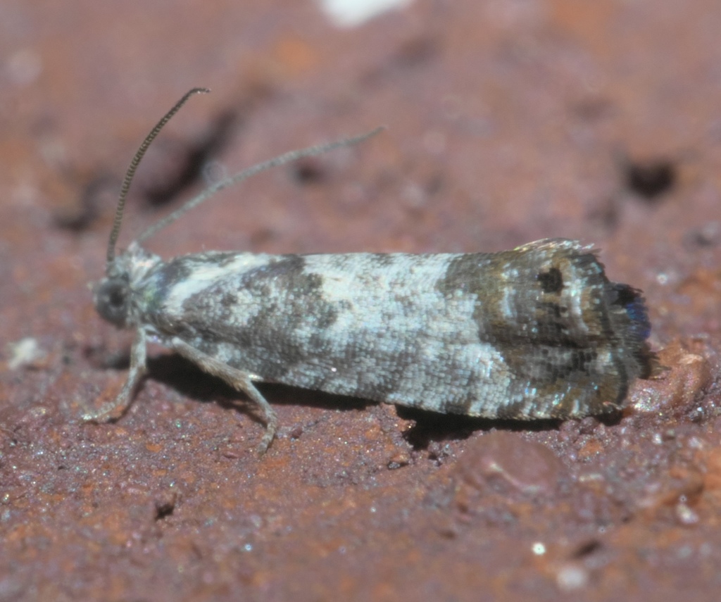 Pammene medioalbana