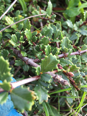 Ceanothus gloriosus porrectus