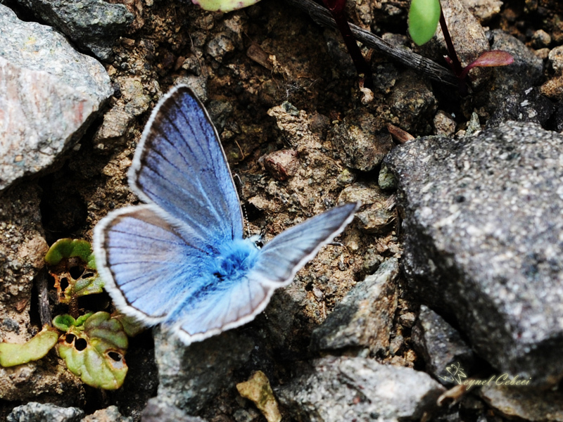 Polyommatus iphigenia