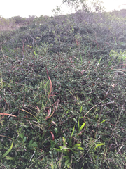 Ceanothus gloriosus porrectus