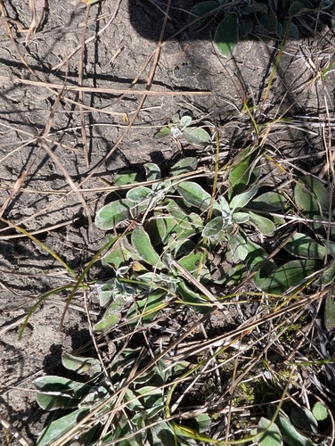 Field Pussytoes (Antennaria neglecta)