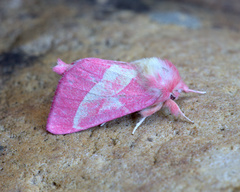 Hyparpax aurora