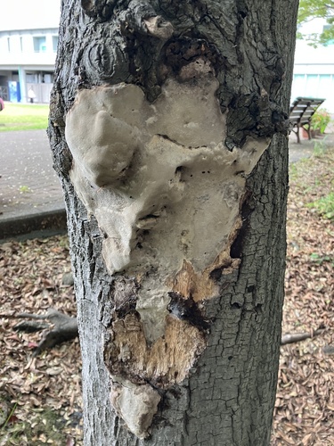 Ganoderma applanatum