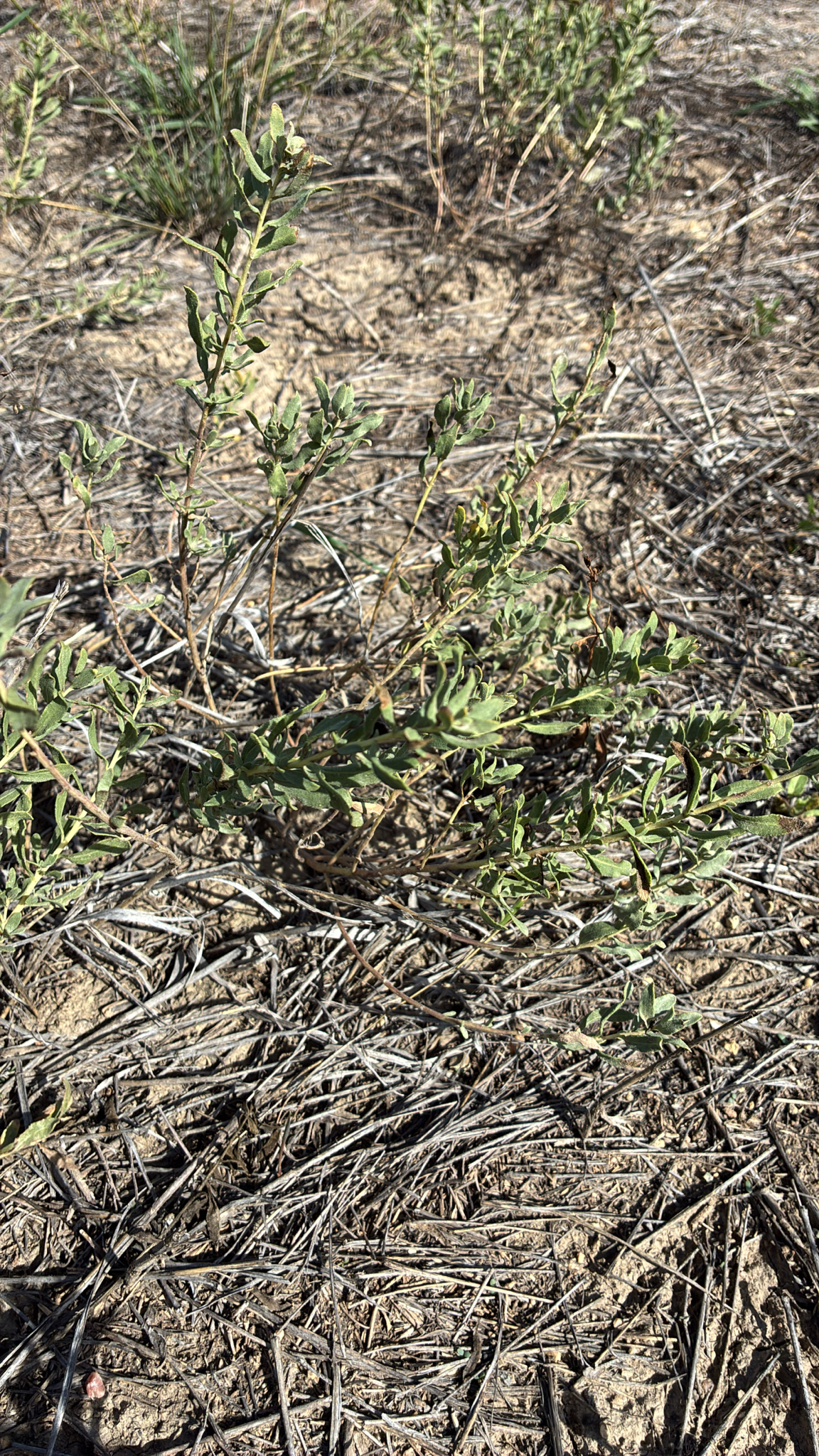 Povertyweed (Iva axillaris)