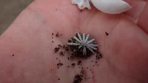 Siphonaria sipho observed 2025-09-26