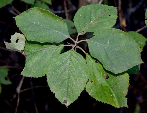 Callicarpa candicans observed 2025-07-18