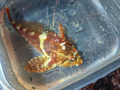 Oligocottus rubellio