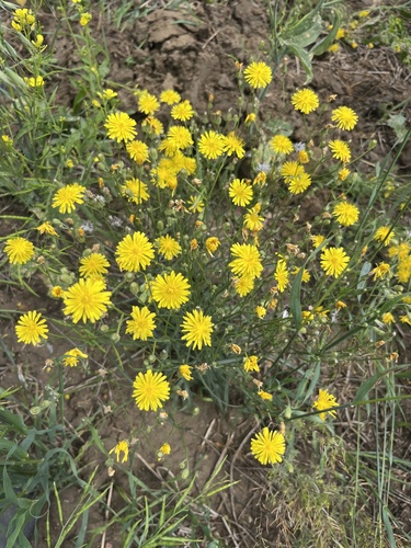 narrow-leaved hawksbeard