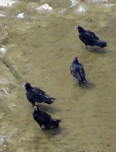 Turkey Vulture photographed in New York