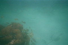 Porkfish