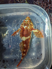 Oligocottus rubellio