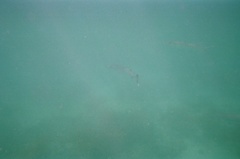Great Barracuda