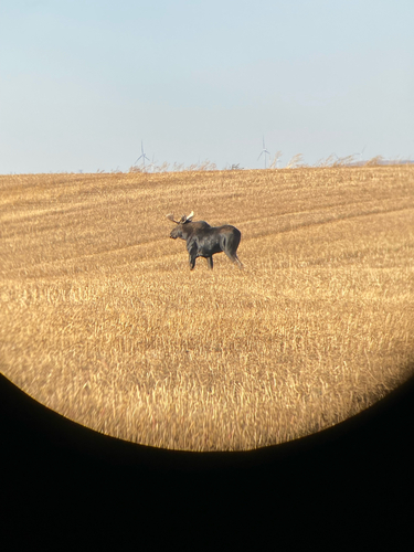 Moose
