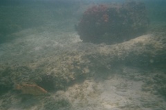 Hogfish