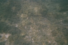 Yellowfin Mojarra