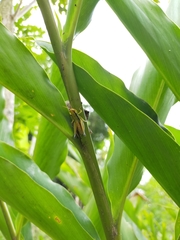 Acrididae