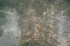 Rainbow Parrotfish