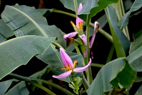 Flowering Banana