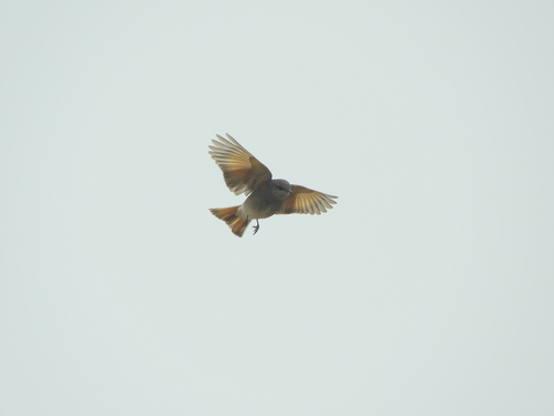 Rufous-webbed Bush Tyrant (Cnemarchus rufipennis), photo 7