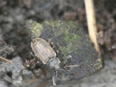 Dorytomus longimanus