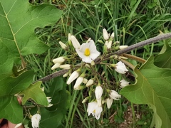 Solanum torvum image