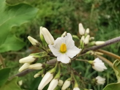 Solanum torvum image