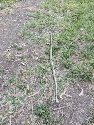 Coastal Carpet Python sighting