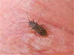 Rhypodes