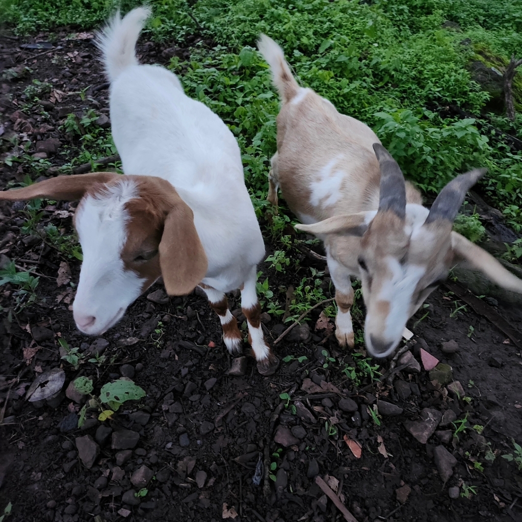 Texas Ranch Goats Domestic Goat from Round Rock Original Plat, Round Rock, TX 78664, USA ...