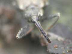 Dorytomus longimanus