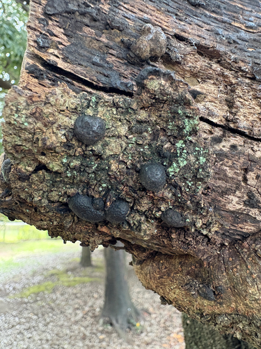 Annulohypoxylon truncatum