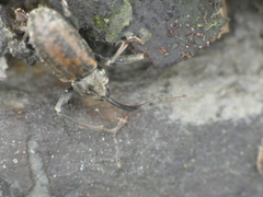 Dorytomus longimanus