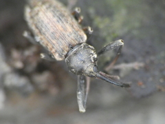 Dorytomus longimanus