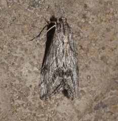Evergestis simulatilis