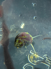 Eulithidium