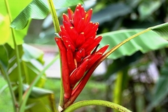Musa coccinea