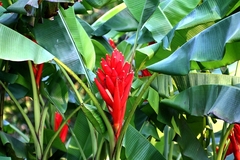 Musa coccinea