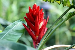 Musa coccinea