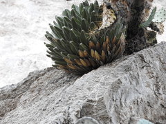Agave victoriae-reginae