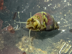 Eulithidium