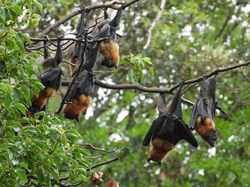 Lombok Flying-fox (Pteropus lombocensis) — Data Deficient Mammalia