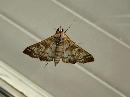 Orange Epipagis Moth photo 4