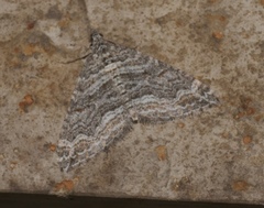 Perizoma custodiata