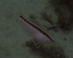 Suezichthys devisi
