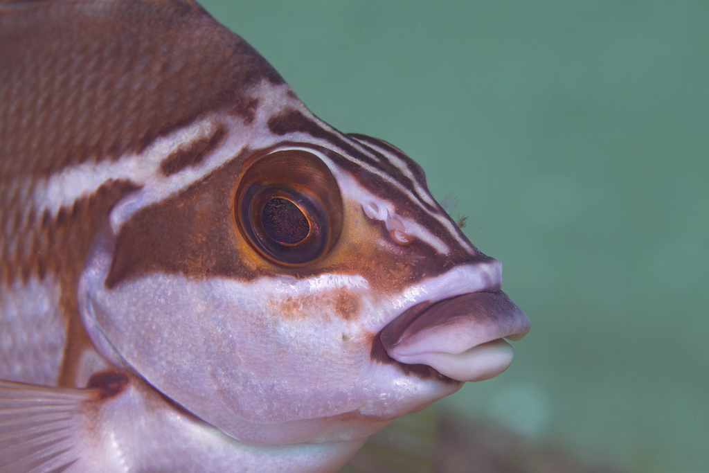 Red morwong (Cheilodactylus fuscus) — Cheilodactylidae