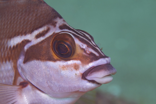Red morwong (Cheilodactylus fuscus) — Cheilodactylidae