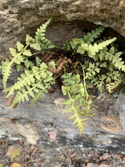 Asplenium × trudellii