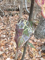 Marmara smilacisella